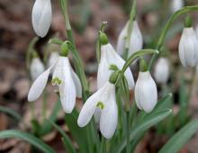 IMG-MO00019.-Galanthus nivalis DPB