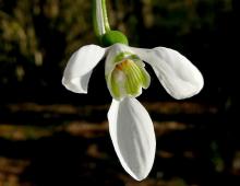 IMG-MO00020.-Galanthus nivalis JAP