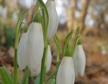 IMG-MO00021.-Galanthus nivalis EFE