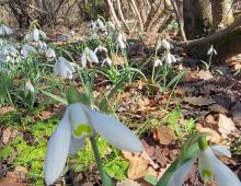 IMG-MO00022.-Galanthus nivalis MmMN