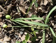 IMG-MO00028.-Galanthus nivalis DPB IMG_4818