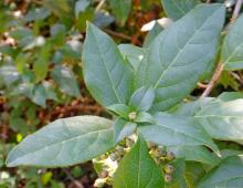 IMG-MO00037 JAP.-Viburnum tinus.jpg