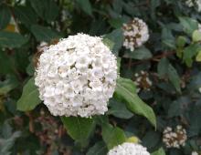 IMG-MO00038 LFS.-Viburnum tinus