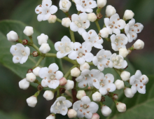 IMG-MO00039 DPB.-Viburnum tinus