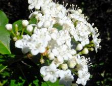IMG-MO00040 JAP _.-Viburnum tinus