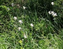 IMG-MO00024.-Narcissus poeticus DPB 