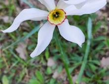 IMG-MO00025.-Narcissus poeticus MmMN *