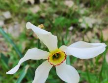 IMG-MO00026.-Narcissus poeticus MmMN 