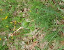 IMG-MO00027.-Narcissus poeticus EFE 