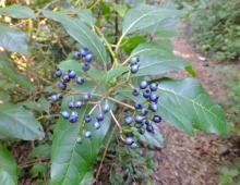 IMG-MO00041 JAP.-Viburnum tinus.jpg