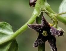 IMG-MO00031.-Vincetoxicum nigrum DPB *