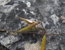 IMG-MO00033.-Vincetoxicum nigrum DPB 