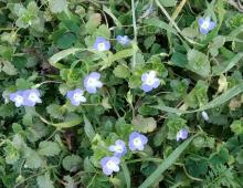 IMG-MO00049.-Veronica persica LFS 