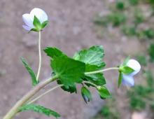 IMG-MO00050.-Veronica persica LFS 