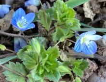 IMG-MO00052.-Veronica persica PCC *