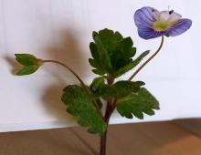 IMG-MO00053.-Veronica persica JAP 