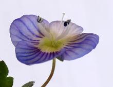 IMG-MO00054.-Veronica persica JAP 