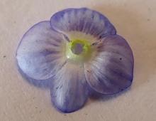 IMG-MO00057.-Veronica persica JAP 