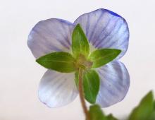IMG-MO00055.-Veronica persica JAP 