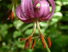 IMG-MO00042.-Lilium martagon CPF *