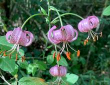 IMG-MO00043.-Lilium martagon SBC 