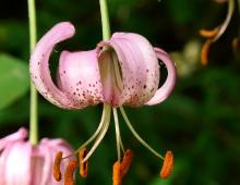 IMG-MO00044.-Lilium martagon JAP 