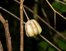 IMG-MO00045.-Lilium martagon DPB 
