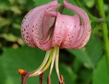 IMG-MO00046.-Lilium martagon MmMN 