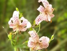 IMG-MO00047.-Lilium martagon EFE 