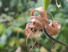 IMG-MO00078.-Lilium martagon MmMN