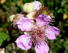 IMG-MO00079.-Rubus ulmifolius JAP _.jpg