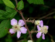 IMG-MO00080.-Rubus ulmifolius JAP.jpg