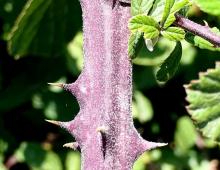 IMG-MO00081.-Rubus ulmifolius JAP.jpg