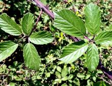 IMG-MO00082.-Rubus ulmifolius JAP.jpg