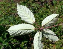 IMG-MO00083.-Rubus ulmifolius JAP.jpg