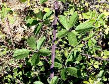 IMG-MO00084.-Rubus ulmifolius JAP.jpg