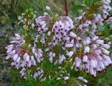 IMG-MO00087.-Erica multiflora JAP *