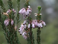 IMG-MO00088.-Erica multiflora DPB 