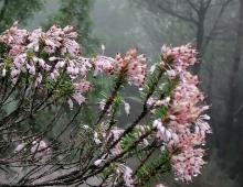 IMG-MO00089.-Erica multiflora DPB 