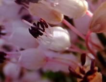 IMG-MO00090.-Erica multiflora JAP 