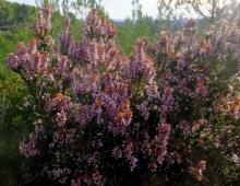 IMG-MO00091.-Erica multiflora JAP 