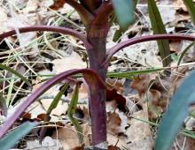 IMG-MO00117.-Helleborus foetidus JAP 