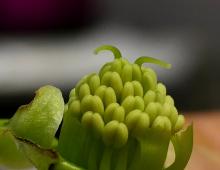 IMG-MO00118.-Helleborus foetidus JAP 