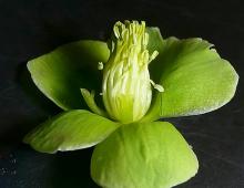 IMG-MO00119.-Helleborus foetidus JAP 