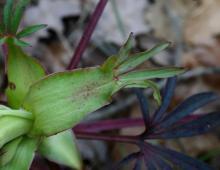 IMG-MO00121.-Helleborus foetidus JAP 
