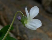 IMG-MO00128.-Viola alba JAP 
