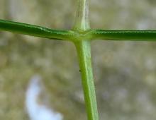 IMG-MO00140.-Stellaria holostea JAP 