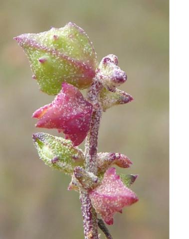 Atriplex patula