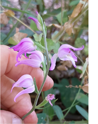 Cephalanthera