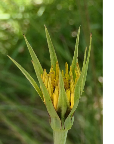Flor